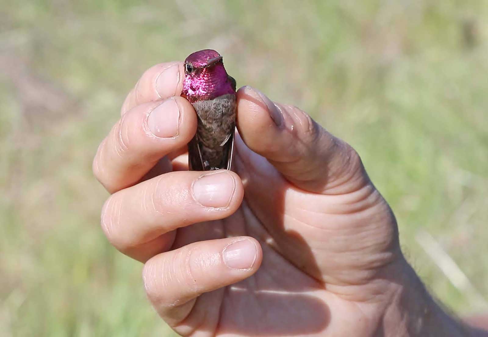 Researcher is studying Hummer at Stunt Ranch