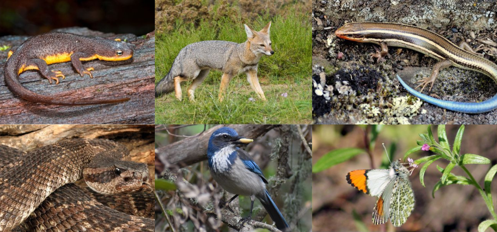 Fauna Data