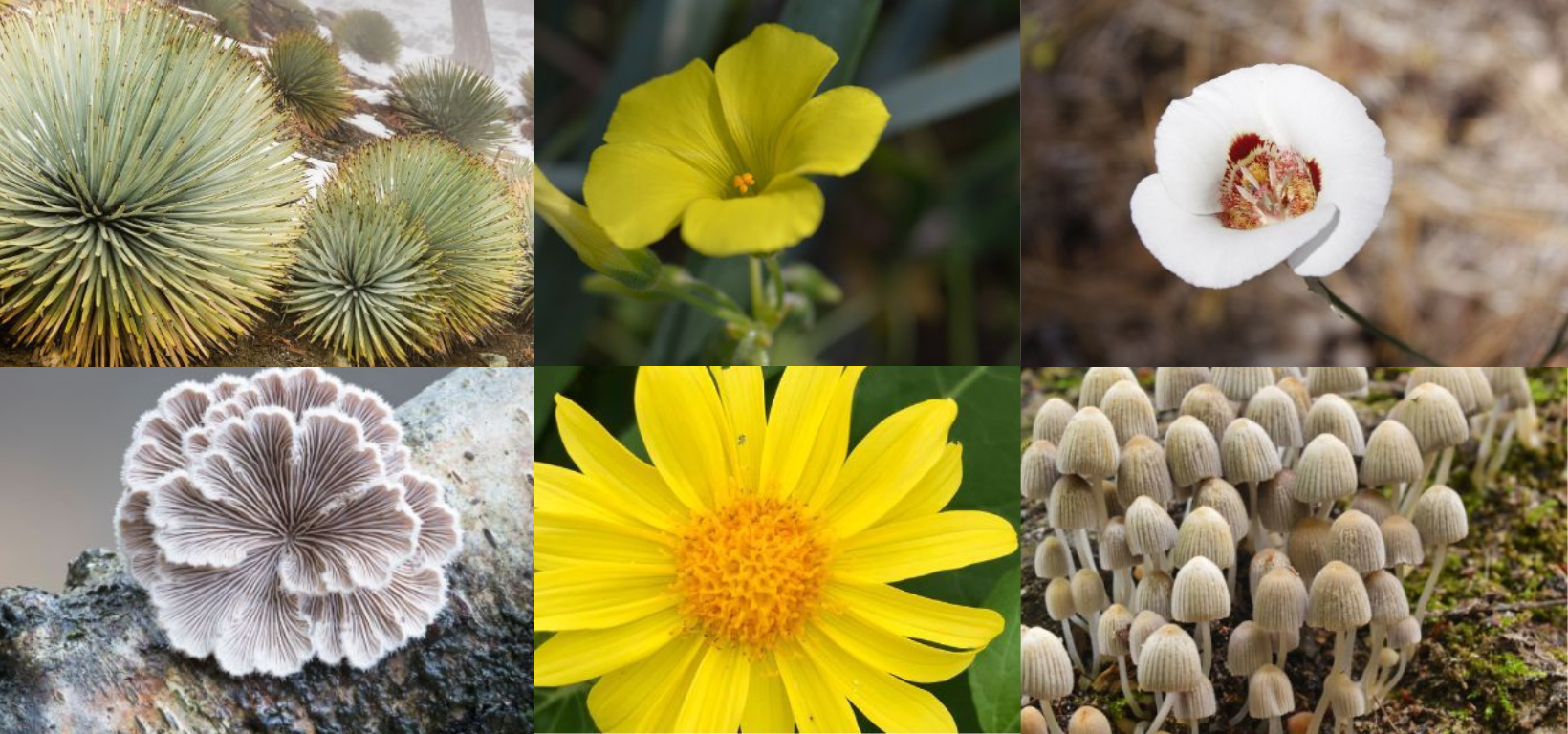 Flora and Fungi Data