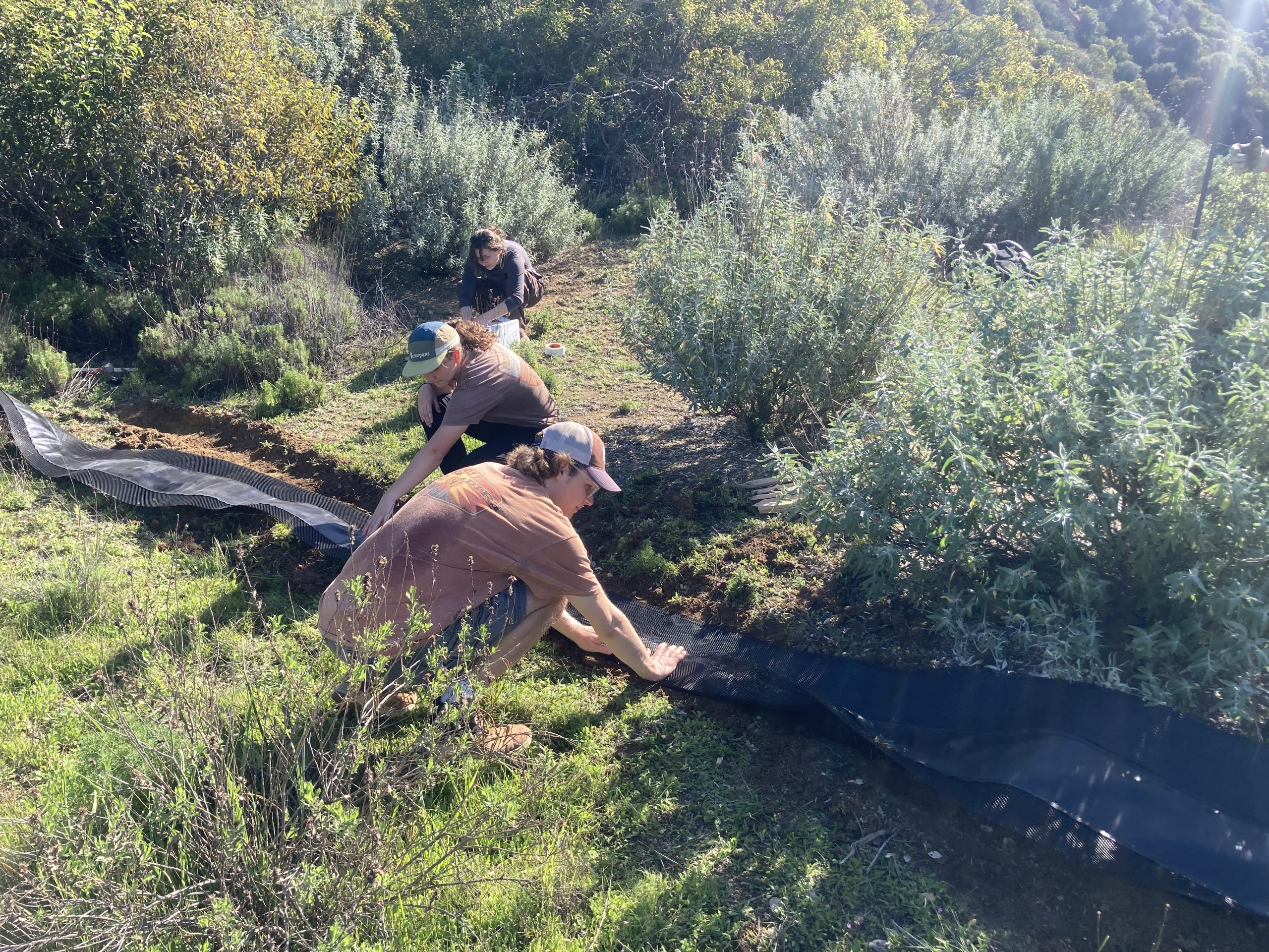 Researchers installing a sheet for drift fence in coastal sage scrub habitat.